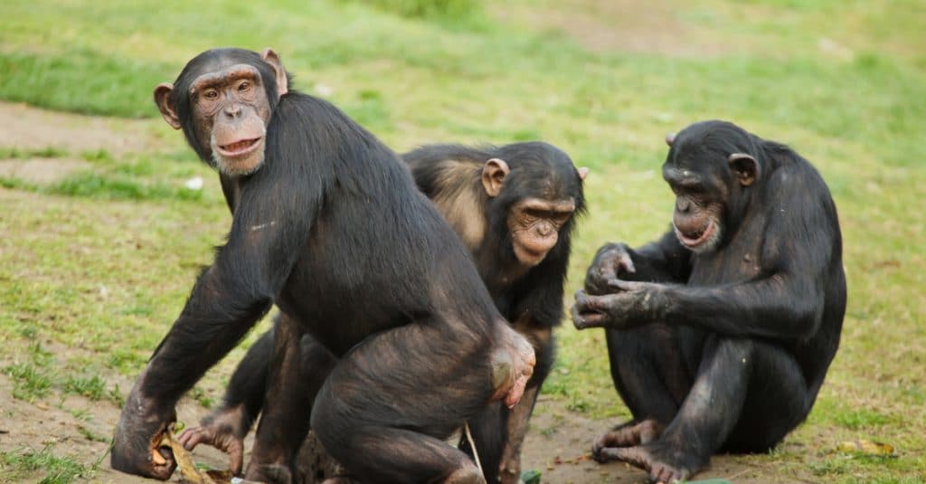 GUINÉE : Biotope noue la cohabitation durable entre chimpanzés et communautés locales©Vladimir Wrangel/Shutterstock