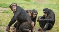 GUINÉE : Biotope noue la cohabitation durable entre chimpanzés et communautés locales©Vladimir Wrangel/Shutterstock