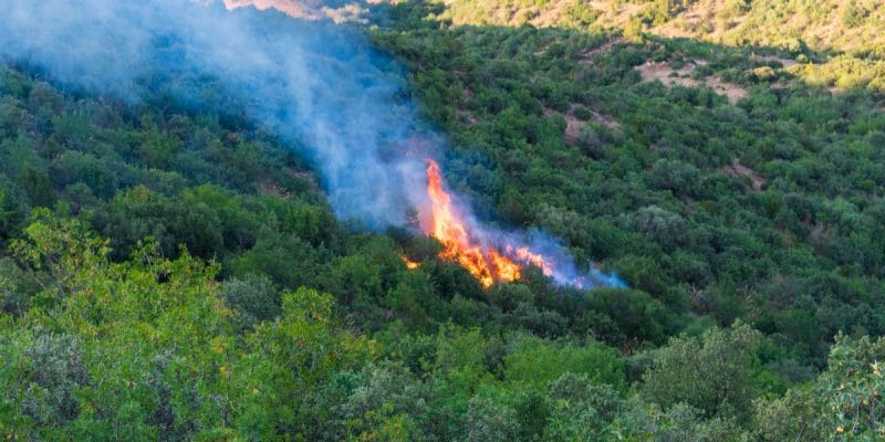 ALGÉRIE: les incendies d’origine criminelle ravagent le couvert végétal©MohamedHaddad/Shutterstock