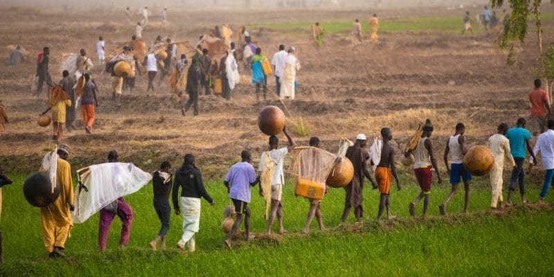 NIGERIA: Abuja provides 3,000 hectares of irrigated land to farmers in Jigawa©Teo-Inspiro International/Shutterstock
