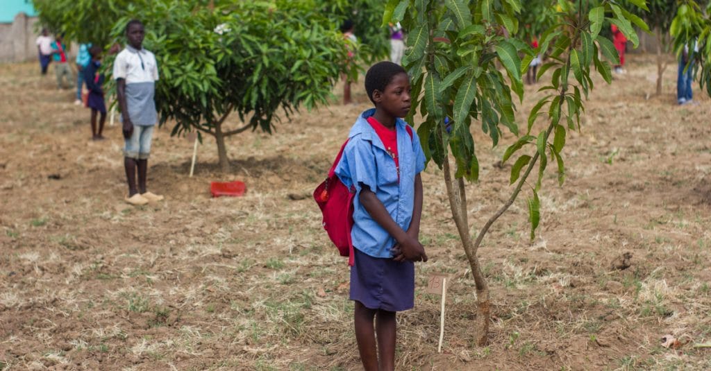 OUGANDA : les réfugiés planteront 50 000 arbres à travers le pays ©ivanfolio/Shutterstock