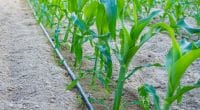 NIGERIA: FAO focuses on water-saving drip irrigation©chak-studio/Shutterstock