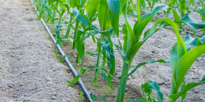 NIGERIA: FAO focuses on water-saving drip irrigation©chak-studio/Shutterstock