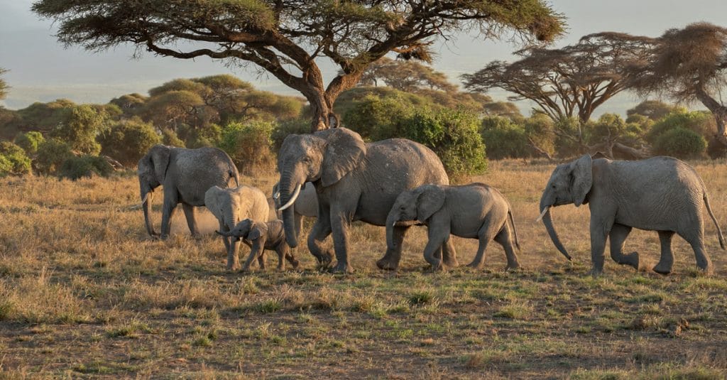 le pari fout du transfert d’un troupeau d’éléphants depuis l'Angleterre©Sun_Shine/Shutterstock