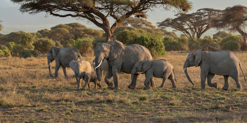 le pari fout du transfert d’un troupeau d’éléphants depuis l'Angleterre©Sun_Shine/Shutterstock