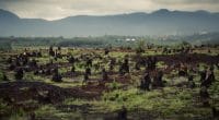 GHANA : Noé va restaurer 300 000 hectares de terres forestières©Dudarev Mikhail/Shutterstock