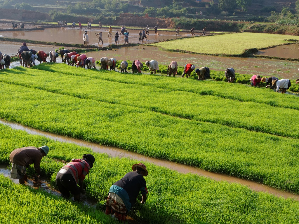 MADAGASCAR: The World Bank grants $40 million for irrigation development ©Pierre Jean Durieu/Shutterstock