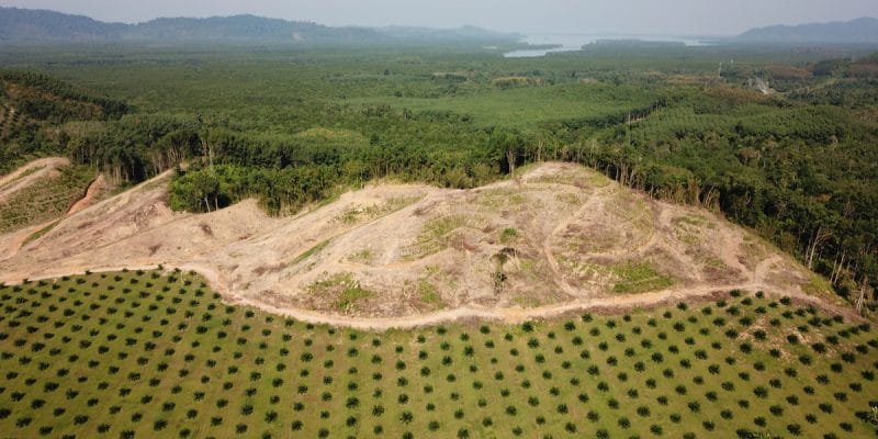 COTE D’IVOIRE : 90% du couvert forestier a disparu en 60 ans©Rich Carey/Shutterstock
