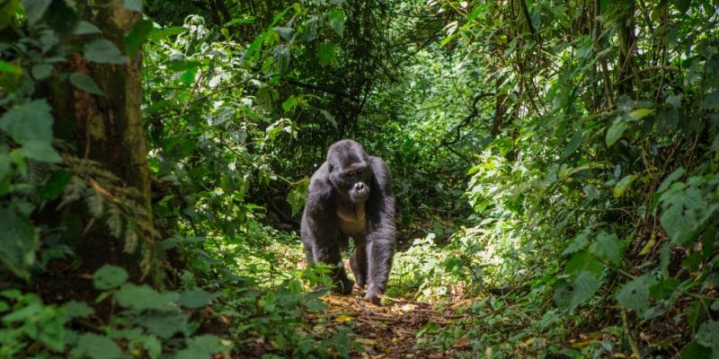 CONGO : Olam et WCS s’accordent pour la biodiversité autour du parc de Nouabalé-Ndoki©GUDKOV ANDREY/Shutterstock