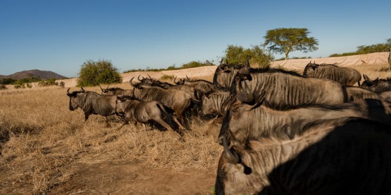MOZAMBIQUE : 89 zèbres et gnous transférés de Kruger pour restaurer le parc de Zinave© Fondation Peace Parks