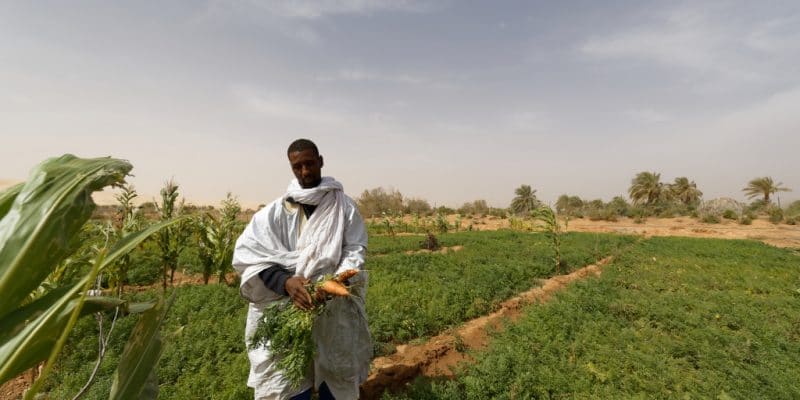 AFRIQUE : 58 M$ d’Acumen pour la résilience climatique des petits exploitants agricoles © Senderistas/Shutterstock