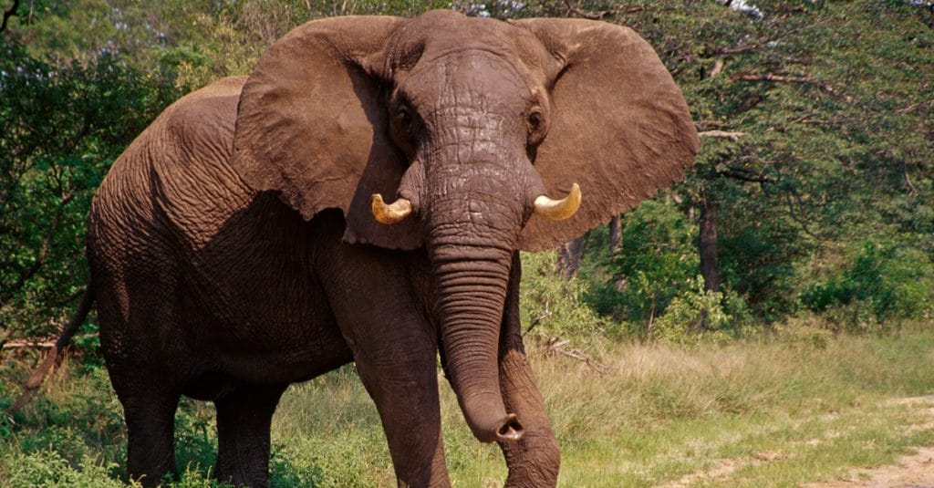 KENYA : une clôture électrique pour réduire les conflits homme-éléphant à Tsavo Est©Chaton Chokpatara/Shutterstock