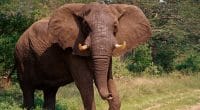 KENYA : une clôture électrique pour réduire les conflits homme-éléphant à Tsavo Est©Chaton Chokpatara/Shutterstock