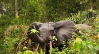 GABON: Ivindo Park listed as a UNESCO World Heritage Site, what is at stake?©Luke Wait/Shutterstock