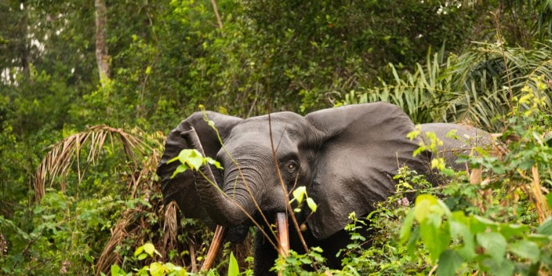 GABON : classement du parc d'Ivindo au patrimoine mondial de l’Unesco, quels enjeux ?©Shutterranger/Shutterstock