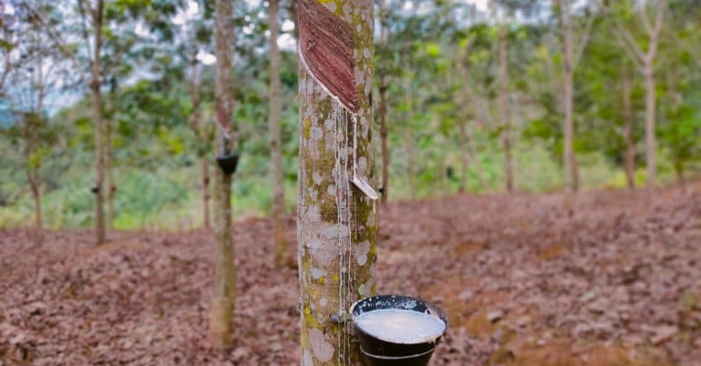 CAMEROUN : l’UE encourage-t-elle la déforestation due au caoutchouc ?© Sexpert Cactus/Shutterstock