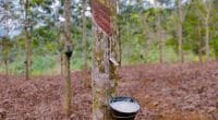 CAMEROON: Is the EU encouraging deforestation due to rubber? © Sexpert Cactus/Shutterstock