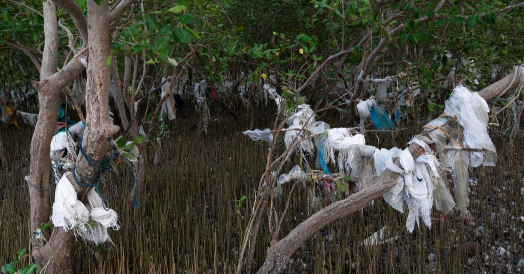 GABON : la dégradation de la mangrove de Mindoubé atteint sa cote d’alerte©nofilm2011/Shutterstock