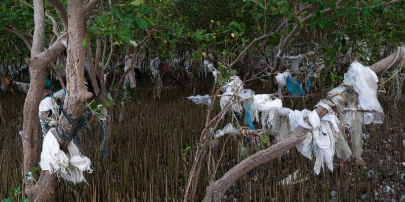 GABON : la dégradation de la mangrove de Mindoubé atteint sa cote d’alerte©nofilm2011/Shutterstock