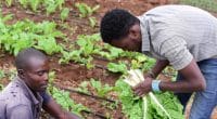 KENYA : le gouvernement promet 11 M$ pour l’irrigation dans le comté Nyéri©Billy Miaron/Shutterstock