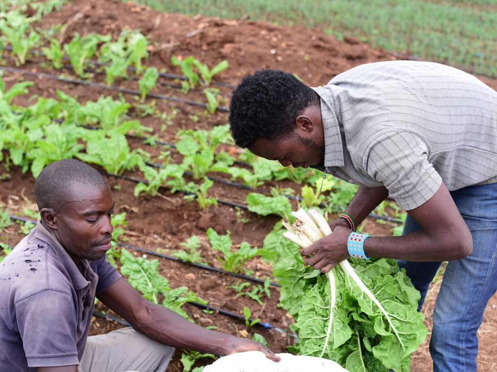 KENYA : le gouvernement promet 11 M$ pour l’irrigation dans le comté Nyéri©Billy Miaron/Shutterstock