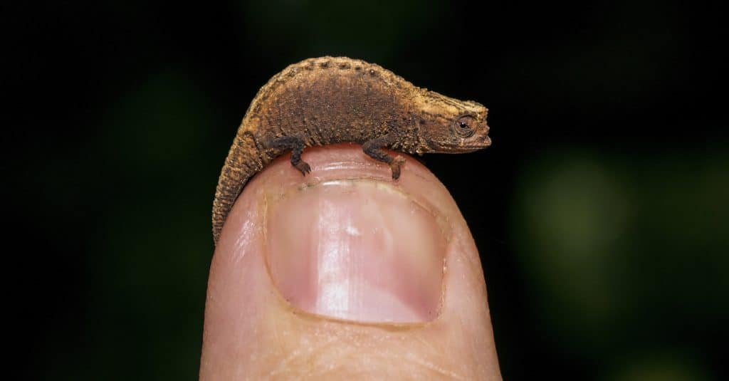 MALAWI : réapparu, le caméléon pygmée a plus que jamais besoin d’être protégé©Luke Wait/Shutterstock