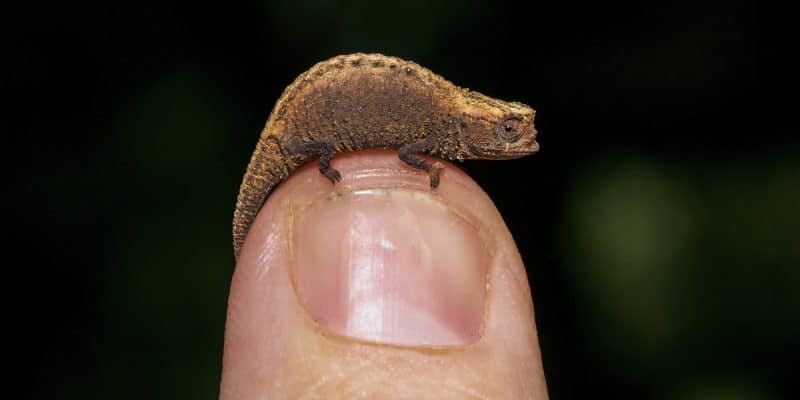 MALAWI : réapparu, le caméléon pygmée a plus que jamais besoin d’être protégé©Luke Wait/Shutterstock