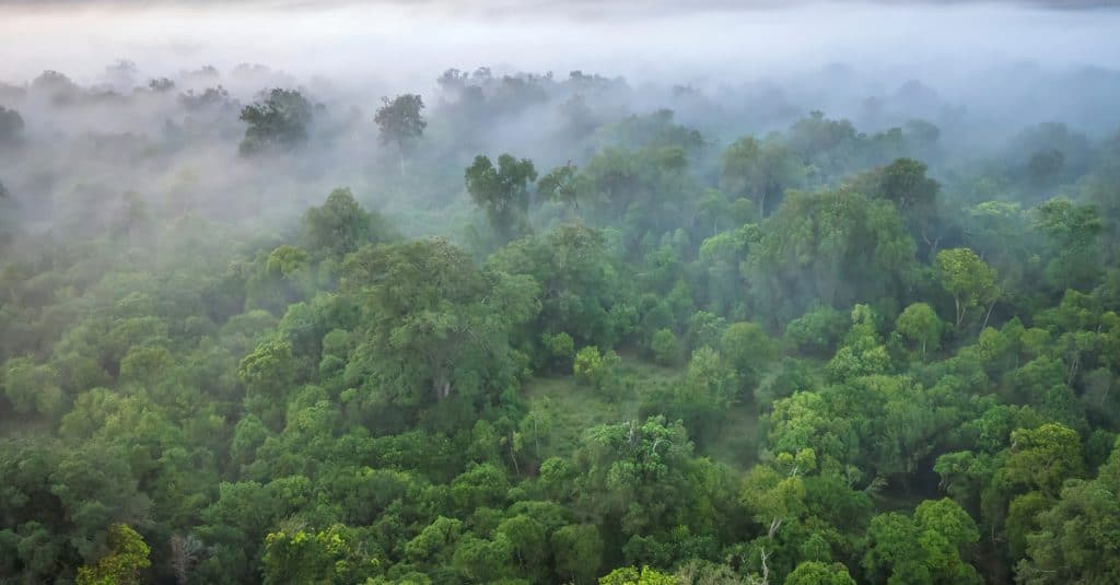 AFRICA: Congo Basin countries prepare for COP26©CherylRamalho/Shutterstock