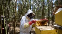 TANZANIA: EU invests $10m via Enabel for ecological honey production © Billy Miaron/Shutterstock
