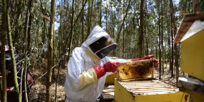TANZANIE : l’EU investit 10 M$ via Enabel pour la production du miel écologique © Billy Miaron/Shutterstock