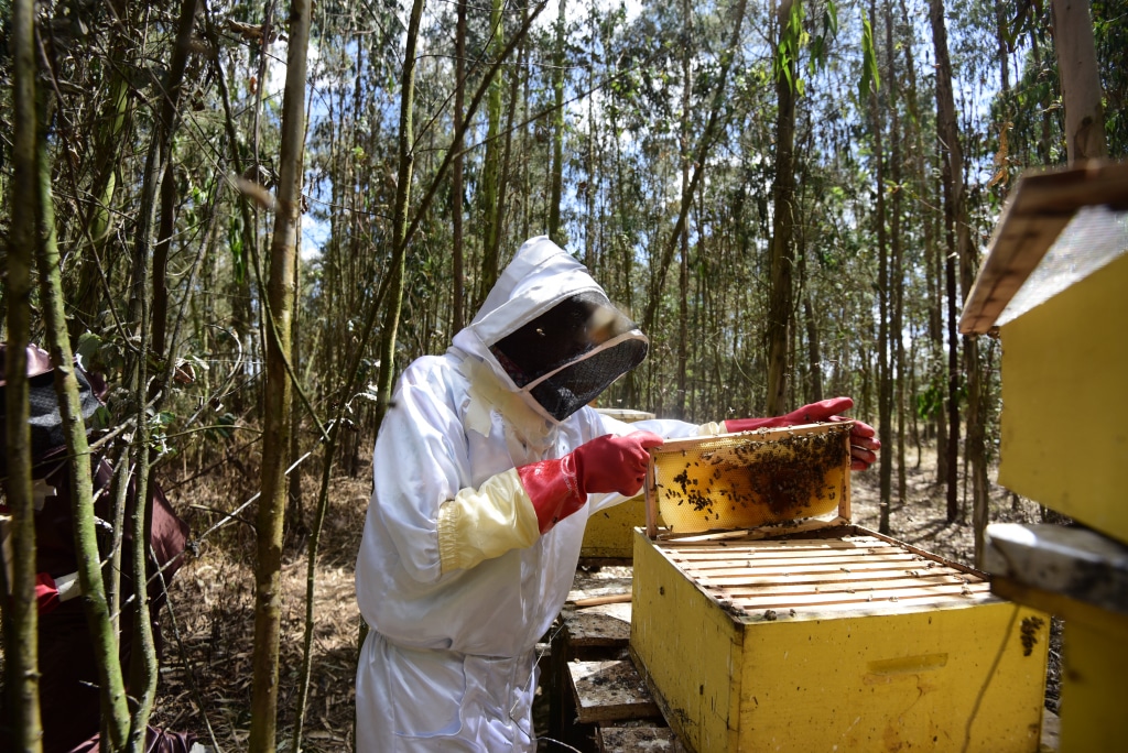 TANZANIE : l’EU investit 10 M$ via Enabel pour la production du miel écologique © Billy Miaron/Shutterstock