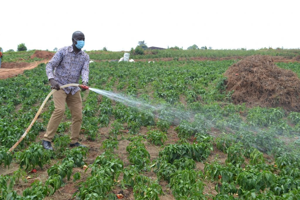 RWANDA: New solar pumps to irrigate 10 hectares of plantation in Ngoma©Rwarri