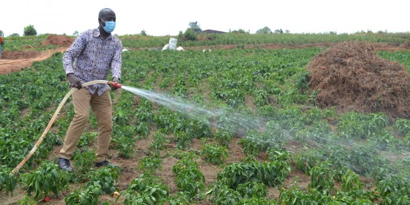 RWANDA: New solar pumps to irrigate 10 hectares of plantation in Ngoma©Rwarri