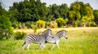 AFRICA: Walton Foundation commits $100m to wildlife conservation © Anton_Ivanov/Shutterstock