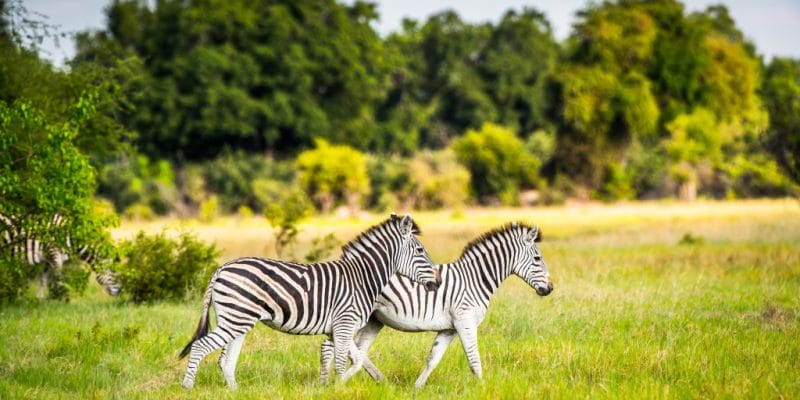 AFRIQUE : la Fondation Walton engage 100 M$ pour la conservation de la faune sauvage © Anton_Ivanov/Shutterstock