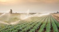 NIGERIA : la FEC débloque des fonds pour l’irrigation dans la vallée de Rima©Fotokostic/Shutterstock