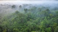 AFRIQUE DE L’OUEST : appel à candidature pour la gestion durable des forêts guinéennes ©CherylRamalho/Shutterstock