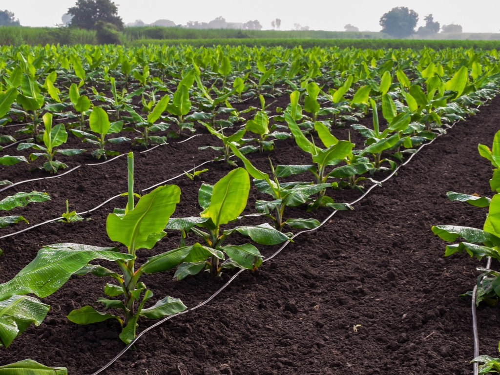 KENYA : un nouveau système d’irrigation dessert 457 foyers d’agriculteurs à Murang'a ©Alchemist from India/Shutterstock