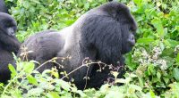 AFRICA: Funding NGOs to improve great ape protection©Shells13/Shutterstock