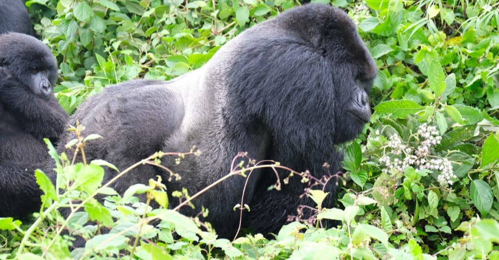 AFRIQUE : financer les ONG pour améliorer la protection des grands singes ©Shells13/Shutterstock