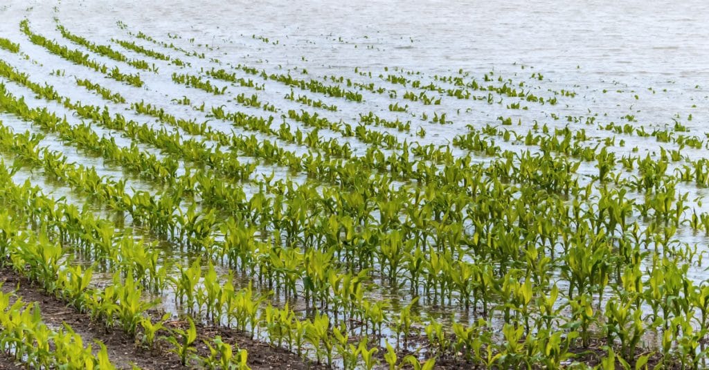 CAMEROON: Rainfall variability threatens food security©Lisa-S/Shutterstock