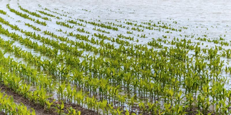 CAMEROUN : la variabilité de la pluviométrie menace la sécurité alimentaire ©Lisa-S/Shutterstock