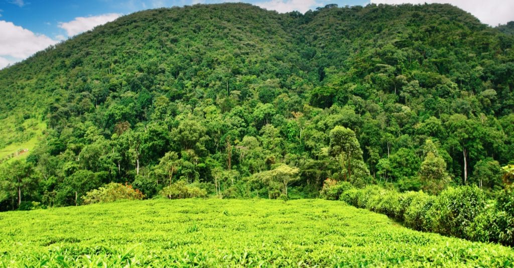 AFRICA: Mountain forests capture more carbon than the Amazon forest
