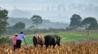 KENYA : Homa Bay récupérera les eaux de pluie pour l’irrigation des terres arables ©Belikova Oksana/Shutterstock