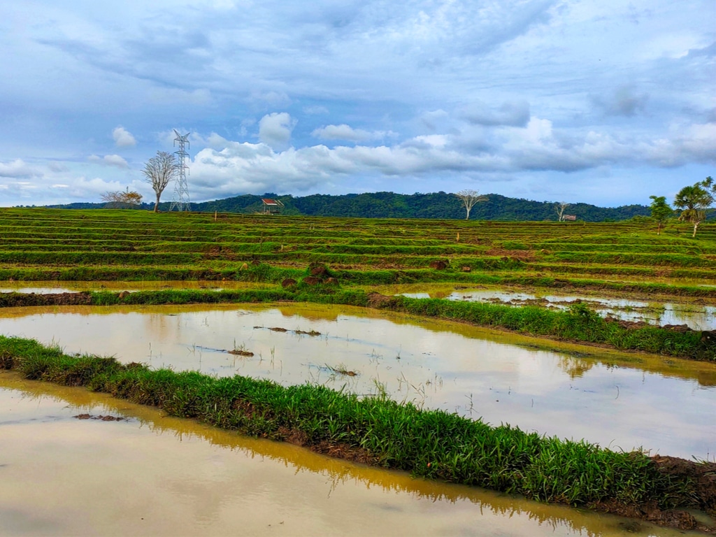 SOUDAN : les Pays-Bas lancent un appel à projets pour l’agriculture pluviale©Ochaphotos/Shutterstock