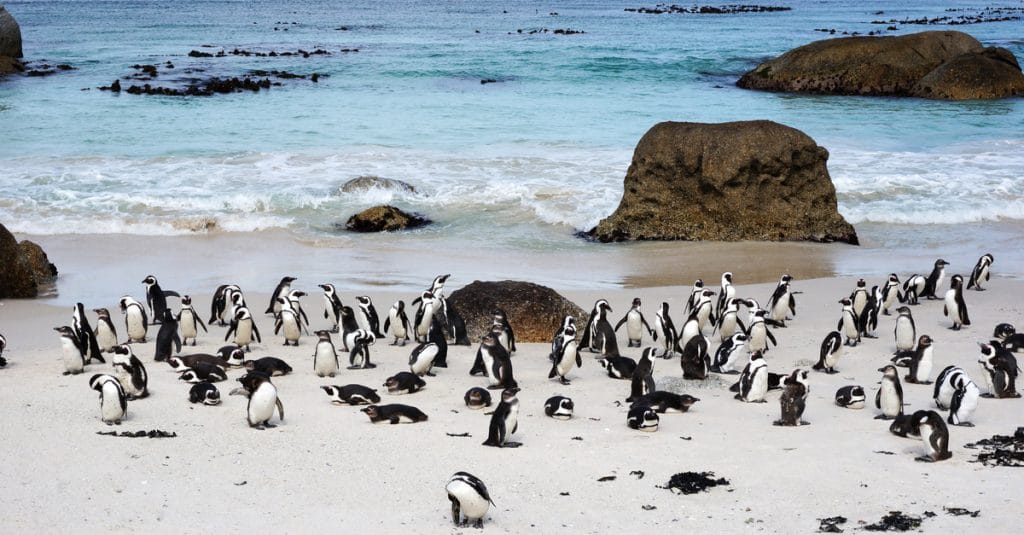 SOUTH AFRICA: 63 penguins stung to death by a swarm of bees©Tang Yan Song/Shutterstock