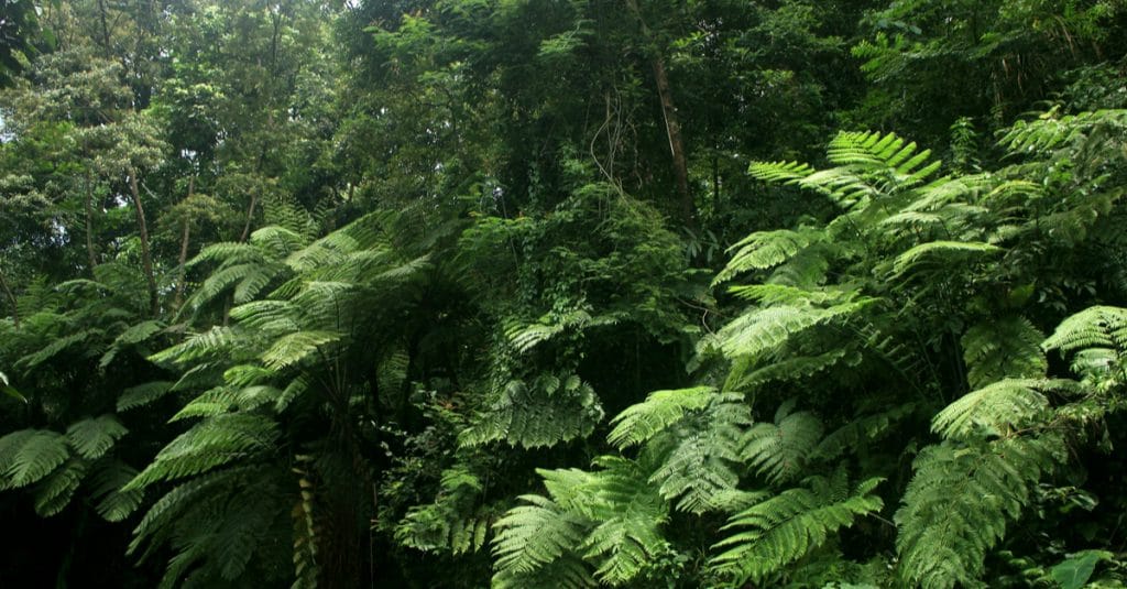 GABON: Launch of ForestLAB initiative for forest monitoring©Sukma Rizqi/Shutterstock