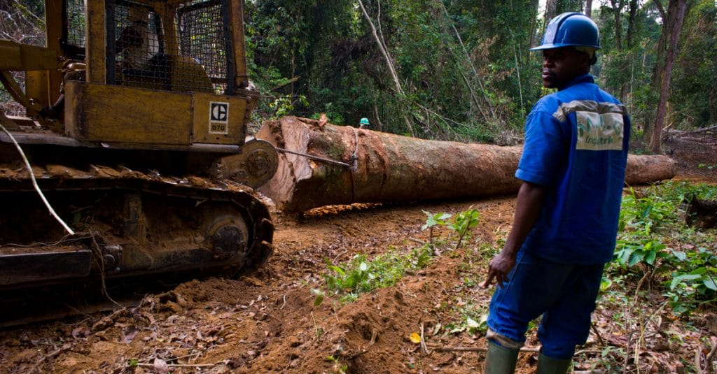 RDC : la suspension du moratoire sur les nouvelles concessions forestières inquiète©TOWANDA1961/Shutterstock