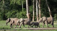 KENYA: Covid causes elephant baby boom, 200 new babies by 2020©Sergey Uryadnikov/Shutterstock