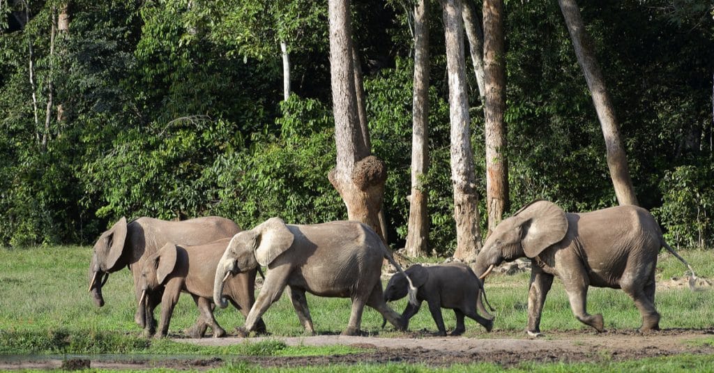 KENYA: la Covid provoque un baby-boom chez les éléphants, 200 nouveaux bébés en 2020©Sergey Uryadnikov/Shutterstock